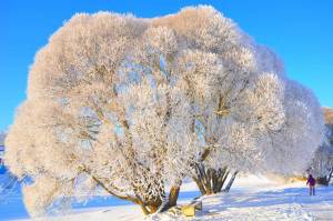 Раскраска деревья зимой #26 #56366