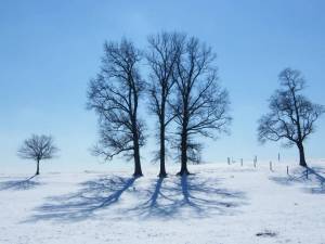 Раскраска деревья зимой #32 #56372
