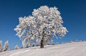 Раскраска деревья зимой #34 #56374