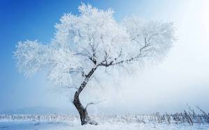 Раскраска деревья зимой #38 #56378