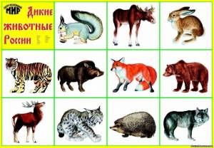 Раскраска дикие животные для детей 4 5 лет #36 #57457