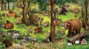 Раскраска дикие животные для детей 6 7 лет #20 #57519