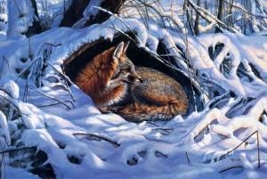 Раскраска дикие животные зимой #5 #57543