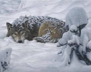 Раскраска дикие животные зимой #16 #57554