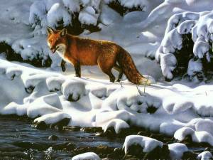Раскраска дикие животные зимой #21 #57559