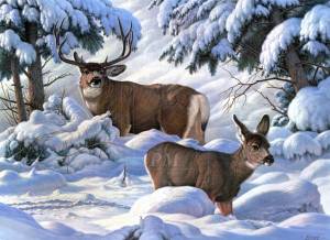 Раскраска дикие животные зимой #27 #57565