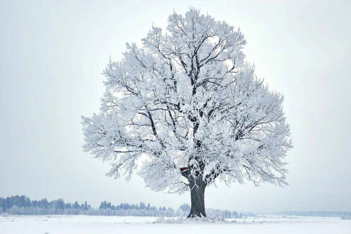 Деревья зимой #1