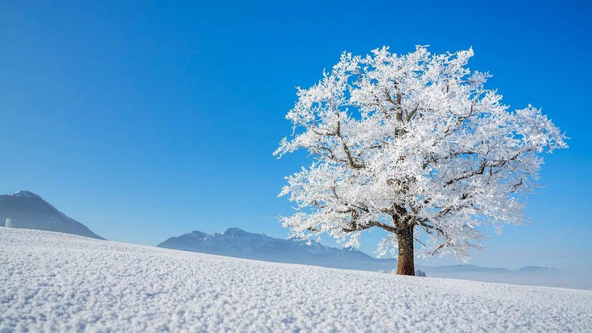 Деревья зимой #4