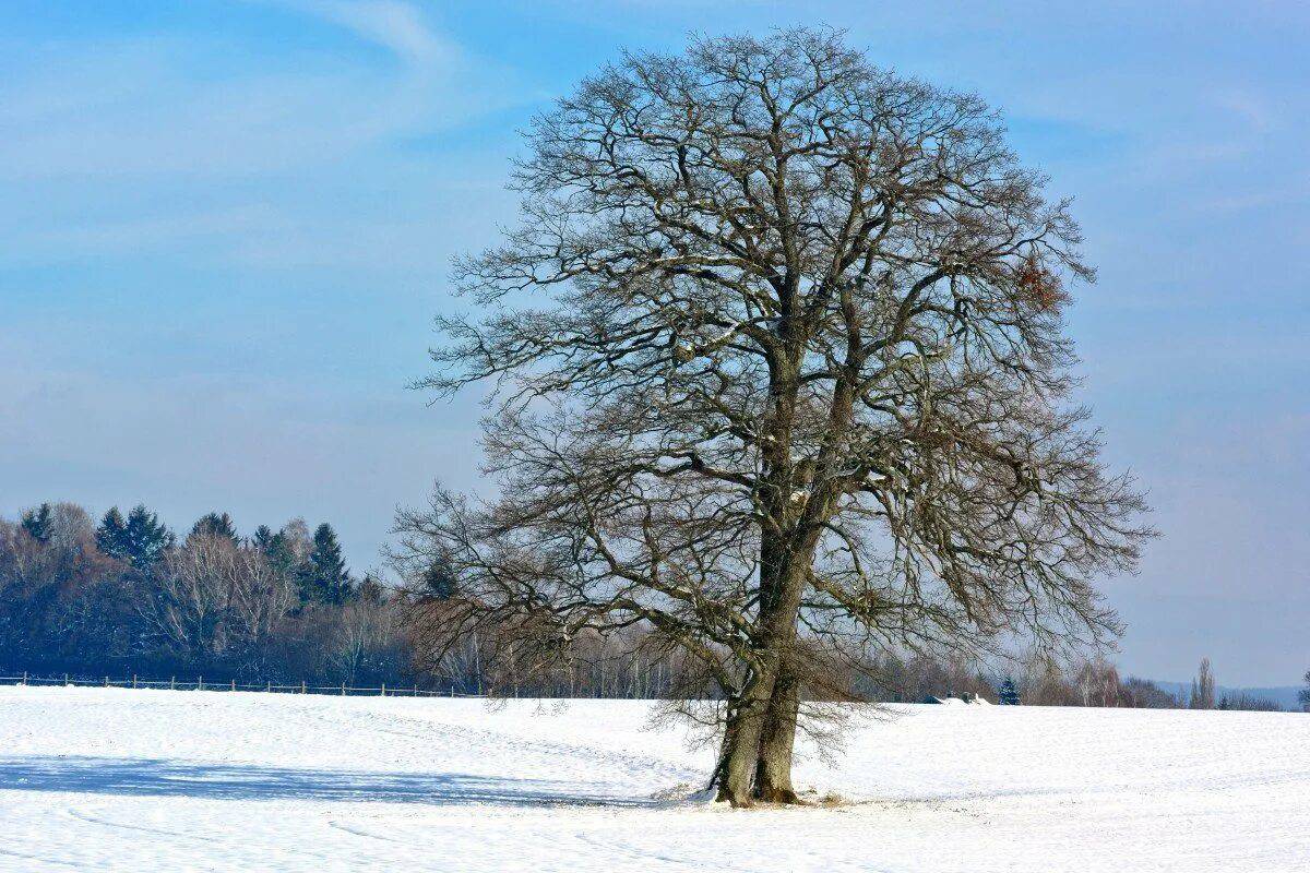Деревья зимой #5