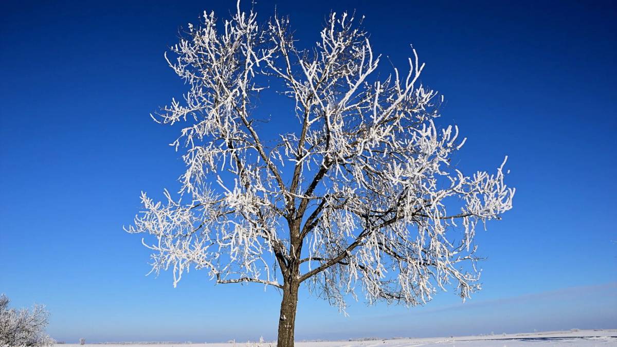 Деревья зимой #6
