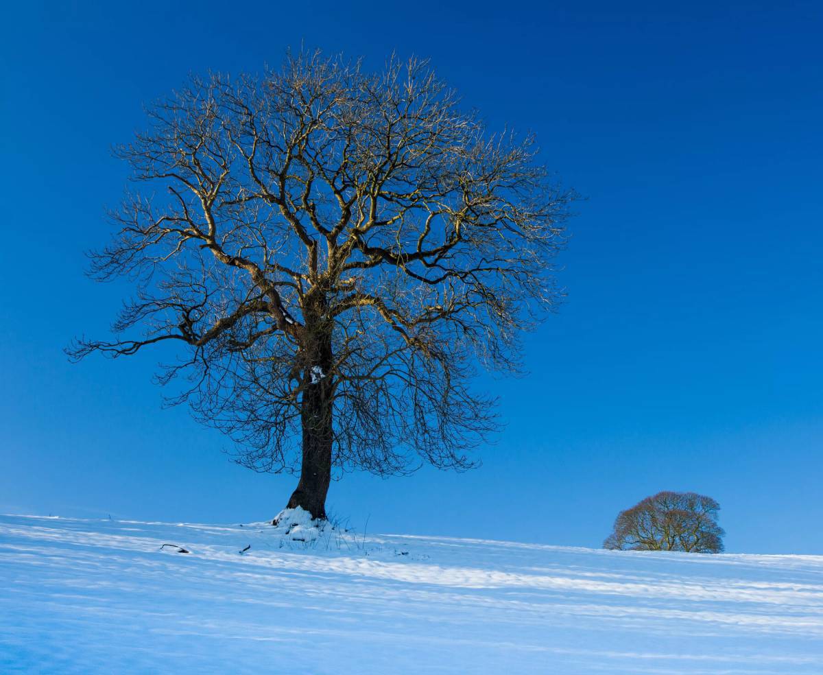 Деревья зимой #7