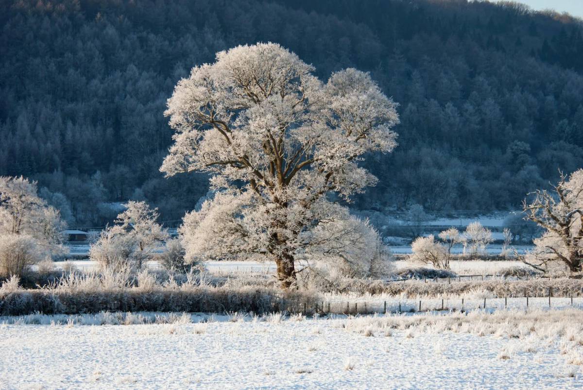 Деревья зимой #8