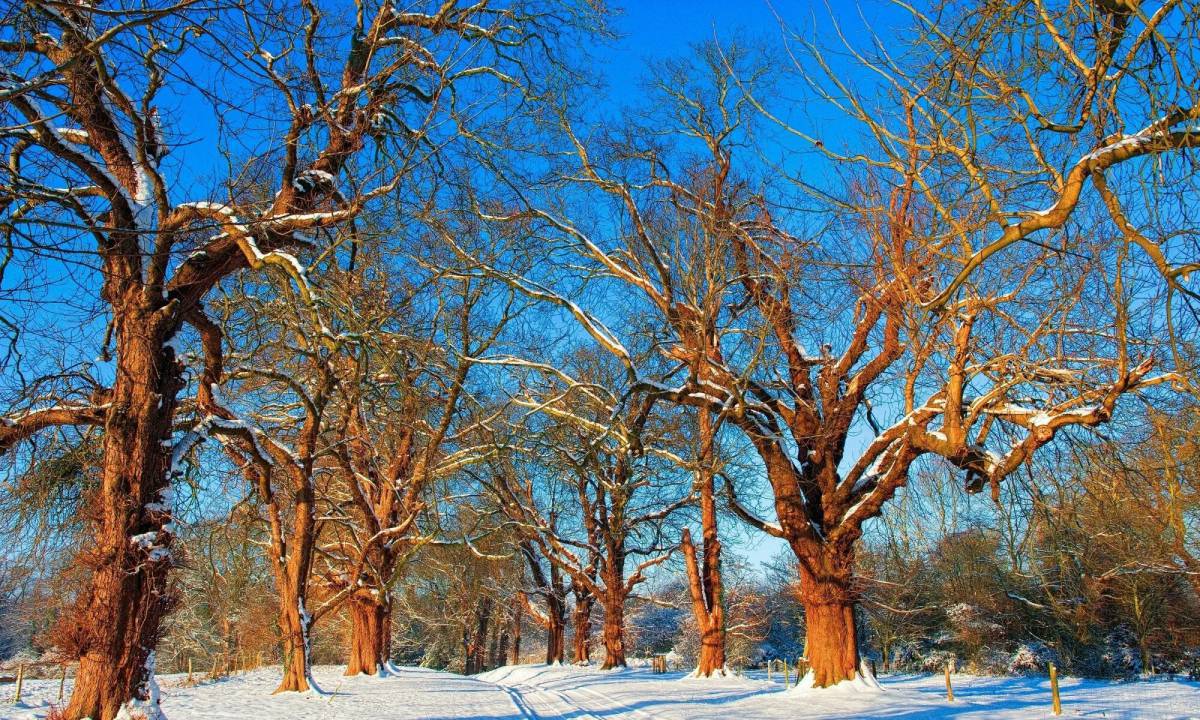 Деревья зимой #9
