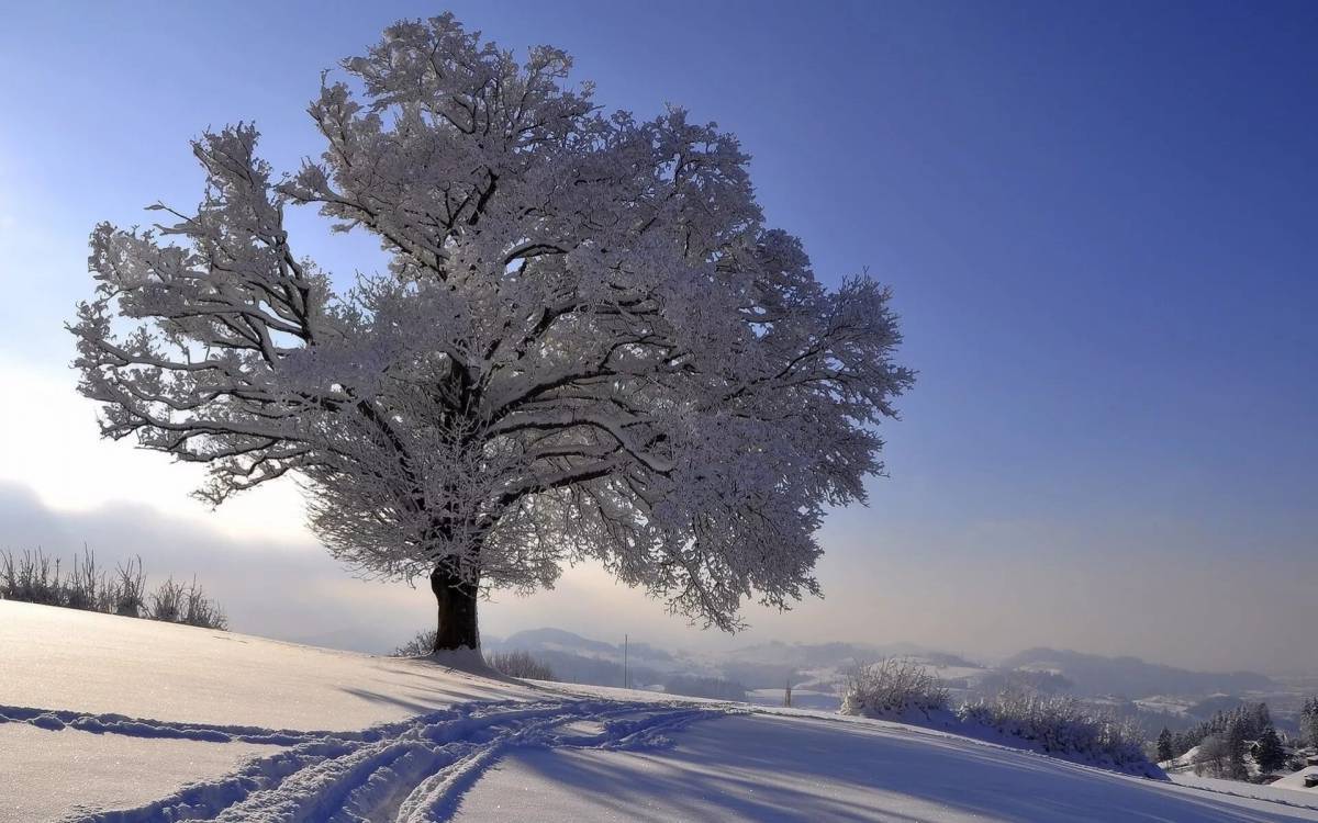 Деревья зимой #10