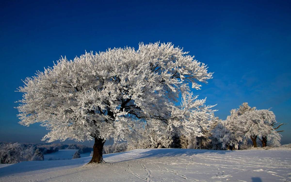 Деревья зимой #11