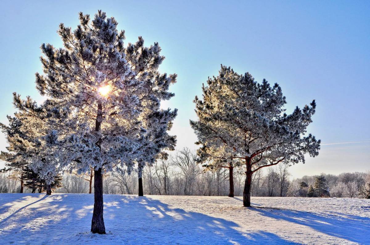 Деревья зимой #15