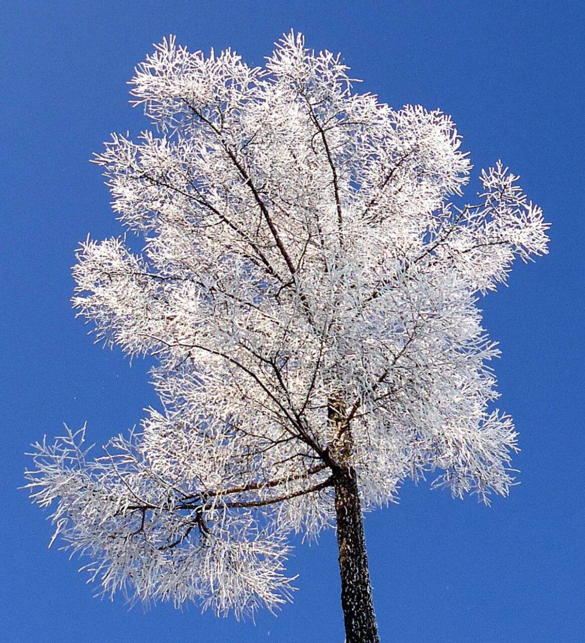 Деревья зимой #16