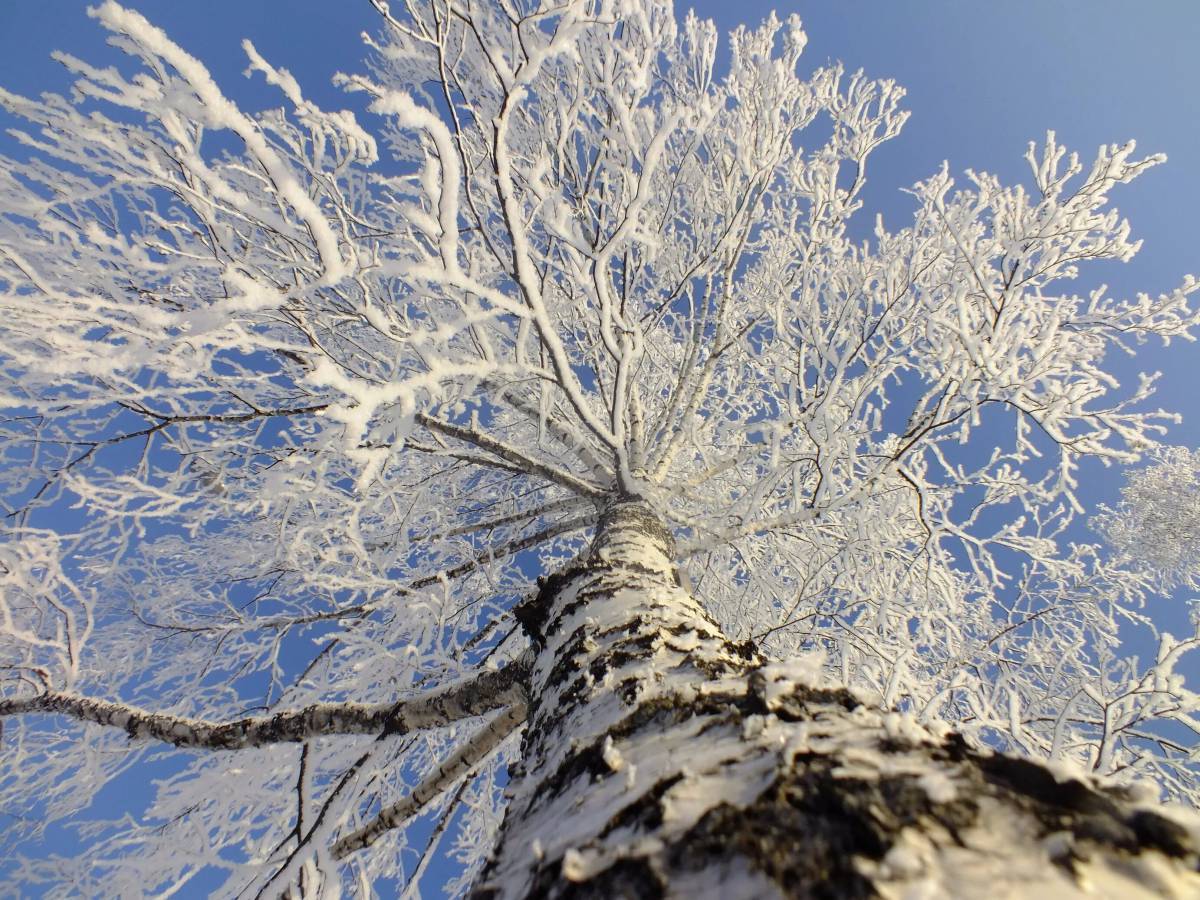 Деревья зимой #17