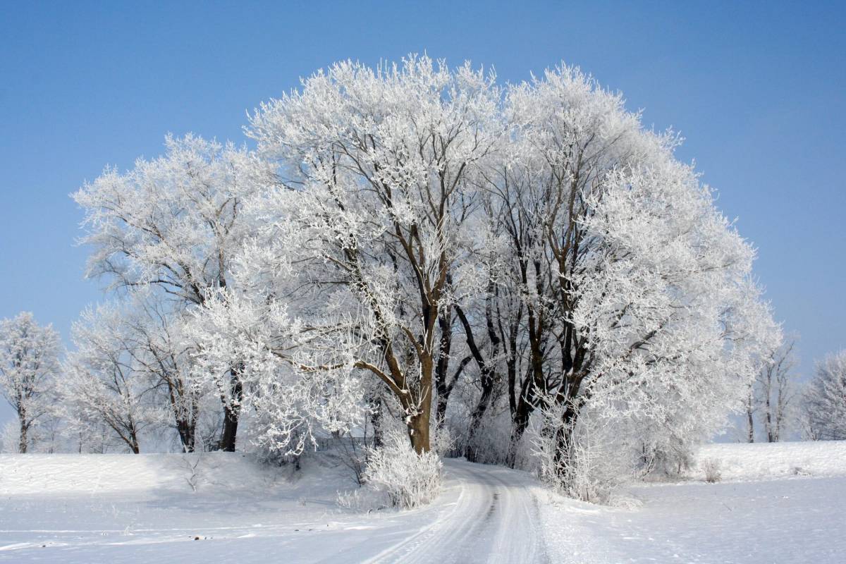 Деревья зимой #24