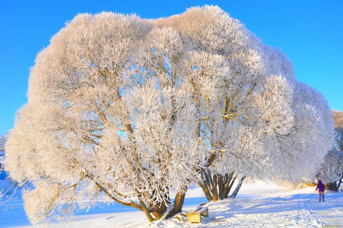 Деревья зимой #26
