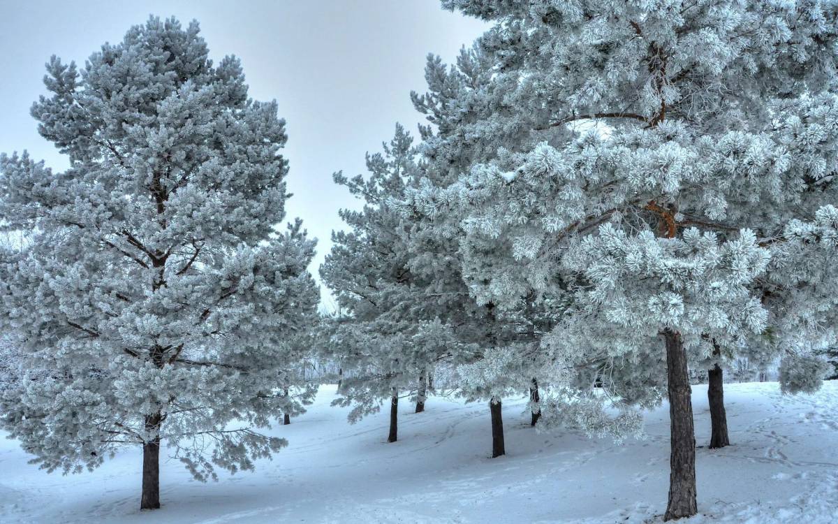 Деревья зимой #27