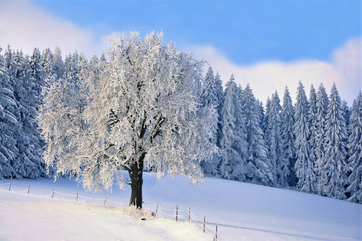 Деревья зимой #28