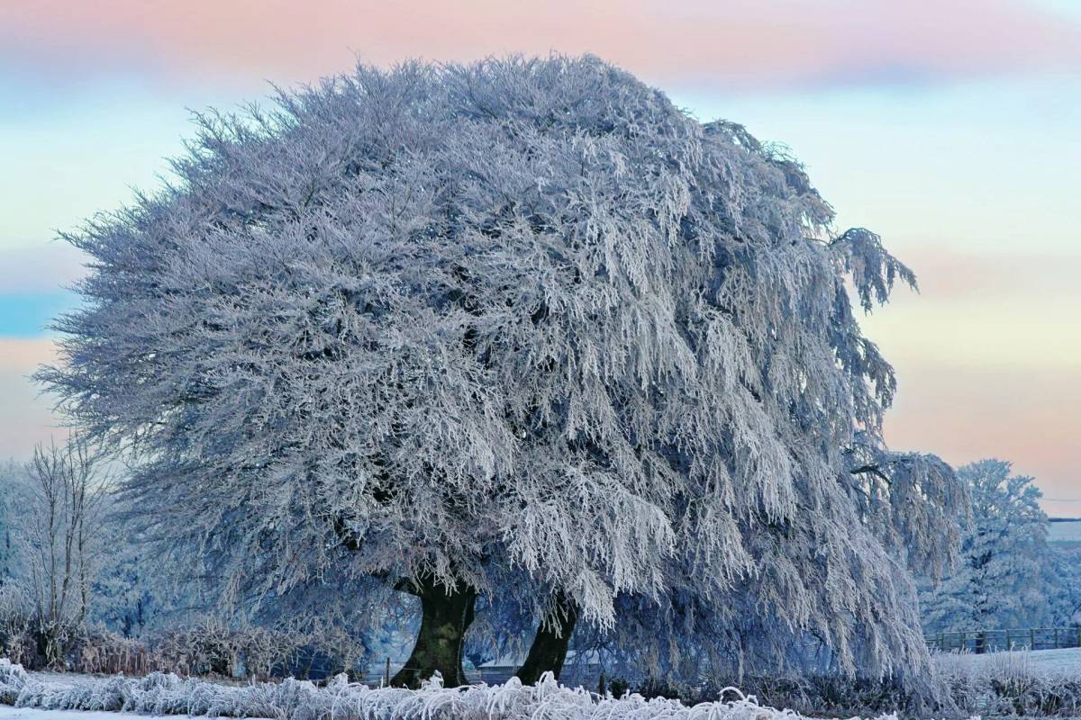 Деревья зимой #30
