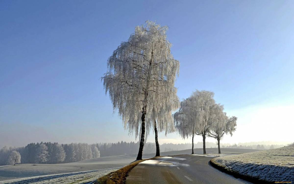 Деревья зимой #31