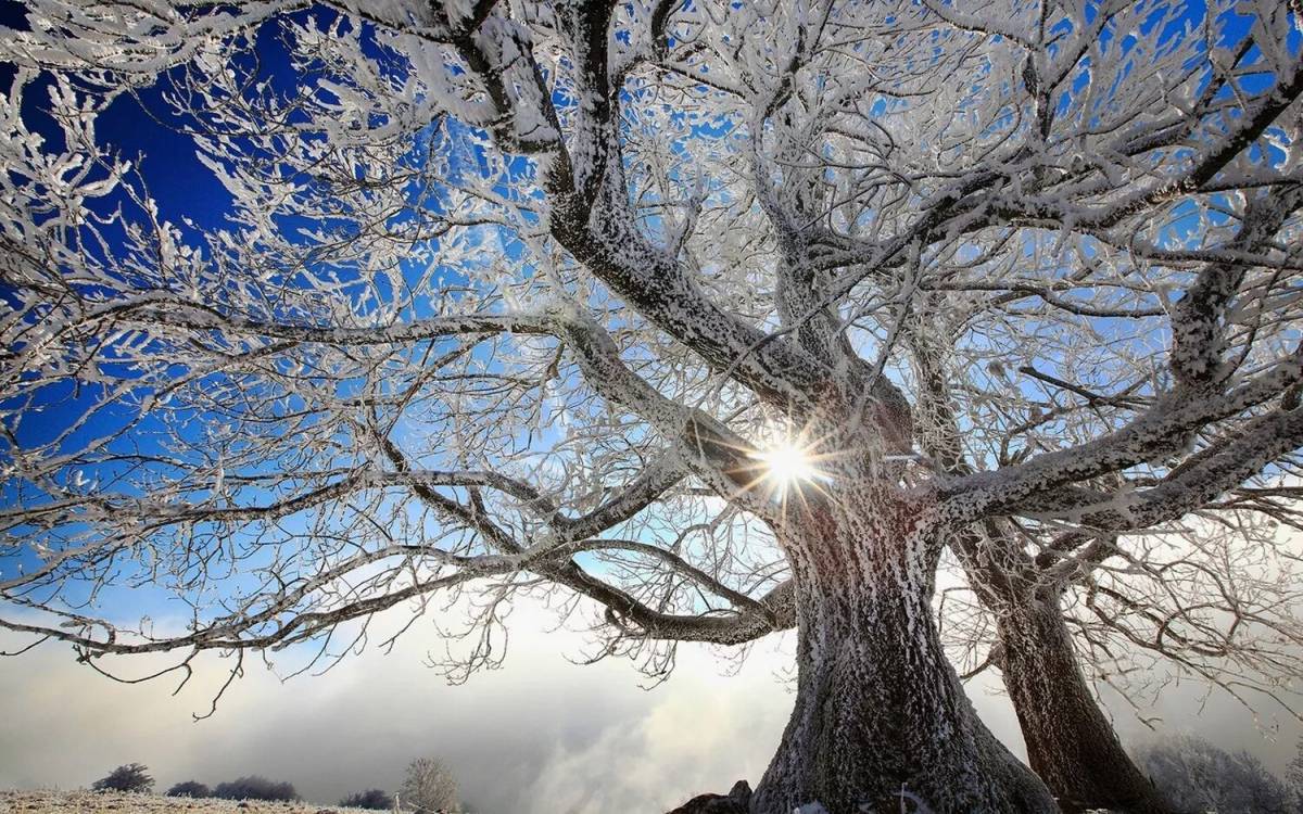Деревья зимой #33