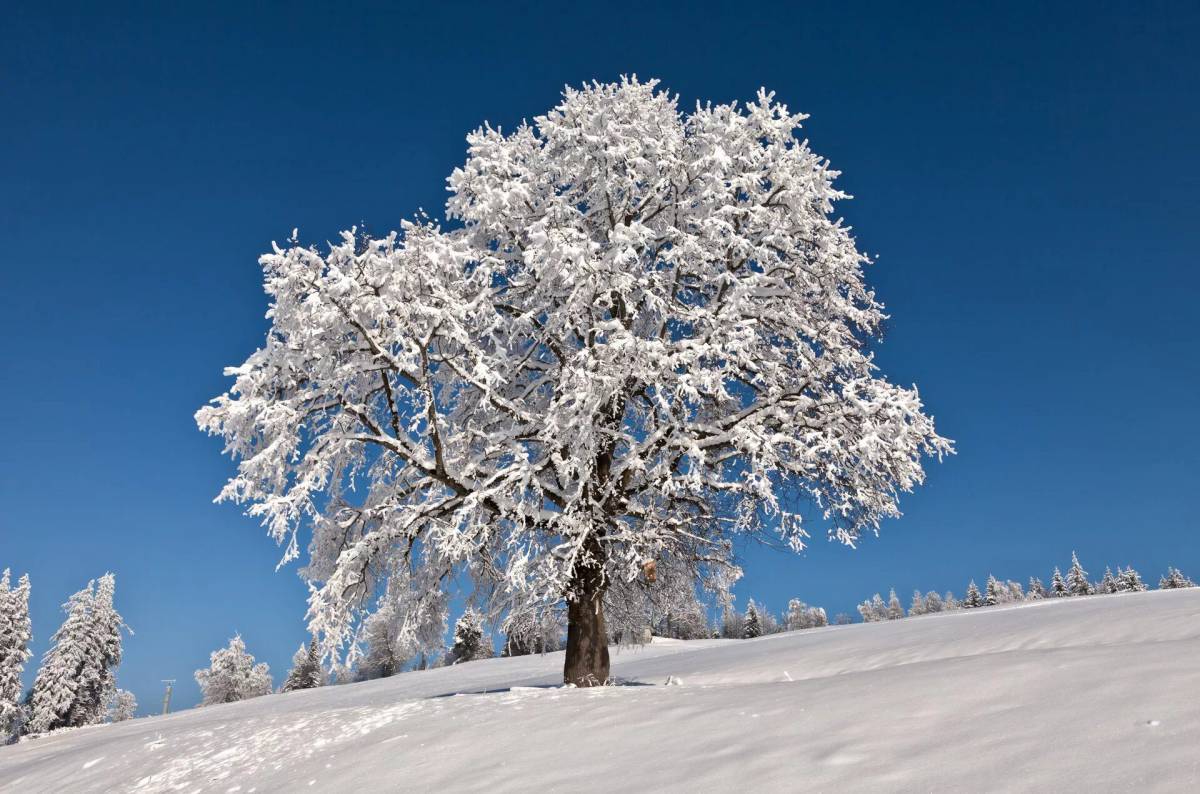 Деревья зимой #34
