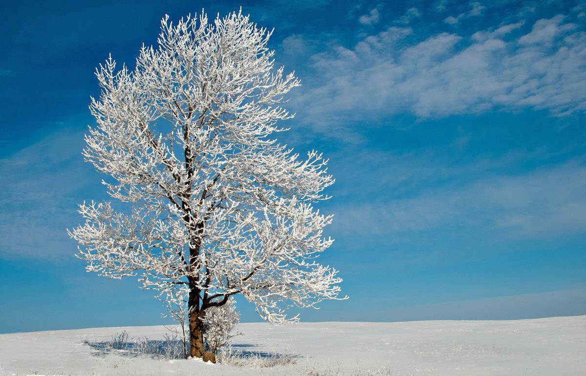 Деревья зимой #35