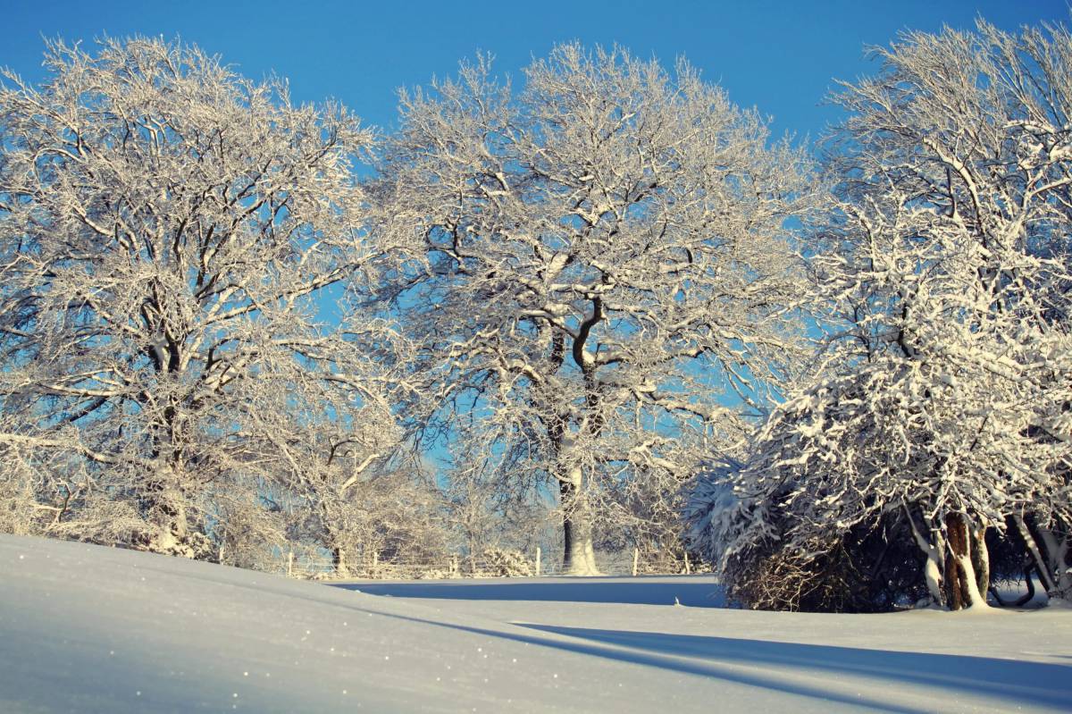 Деревья зимой #36