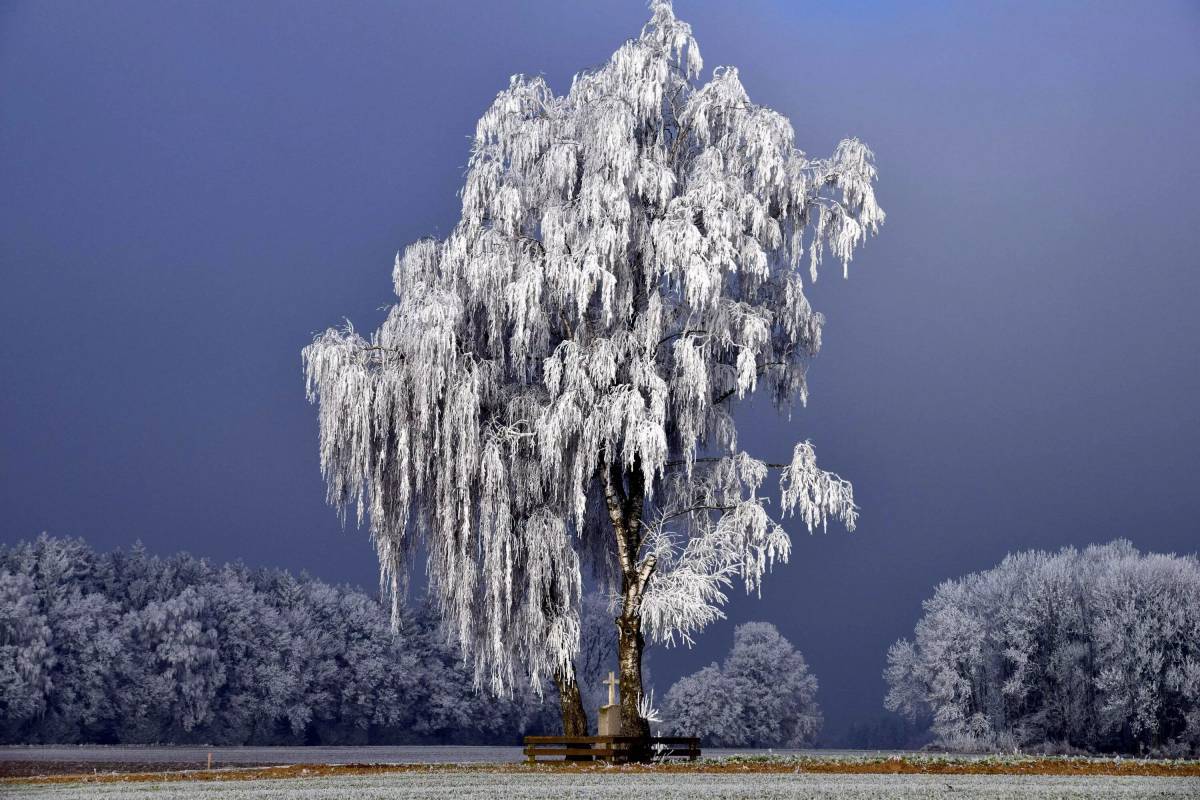 Деревья зимой #37