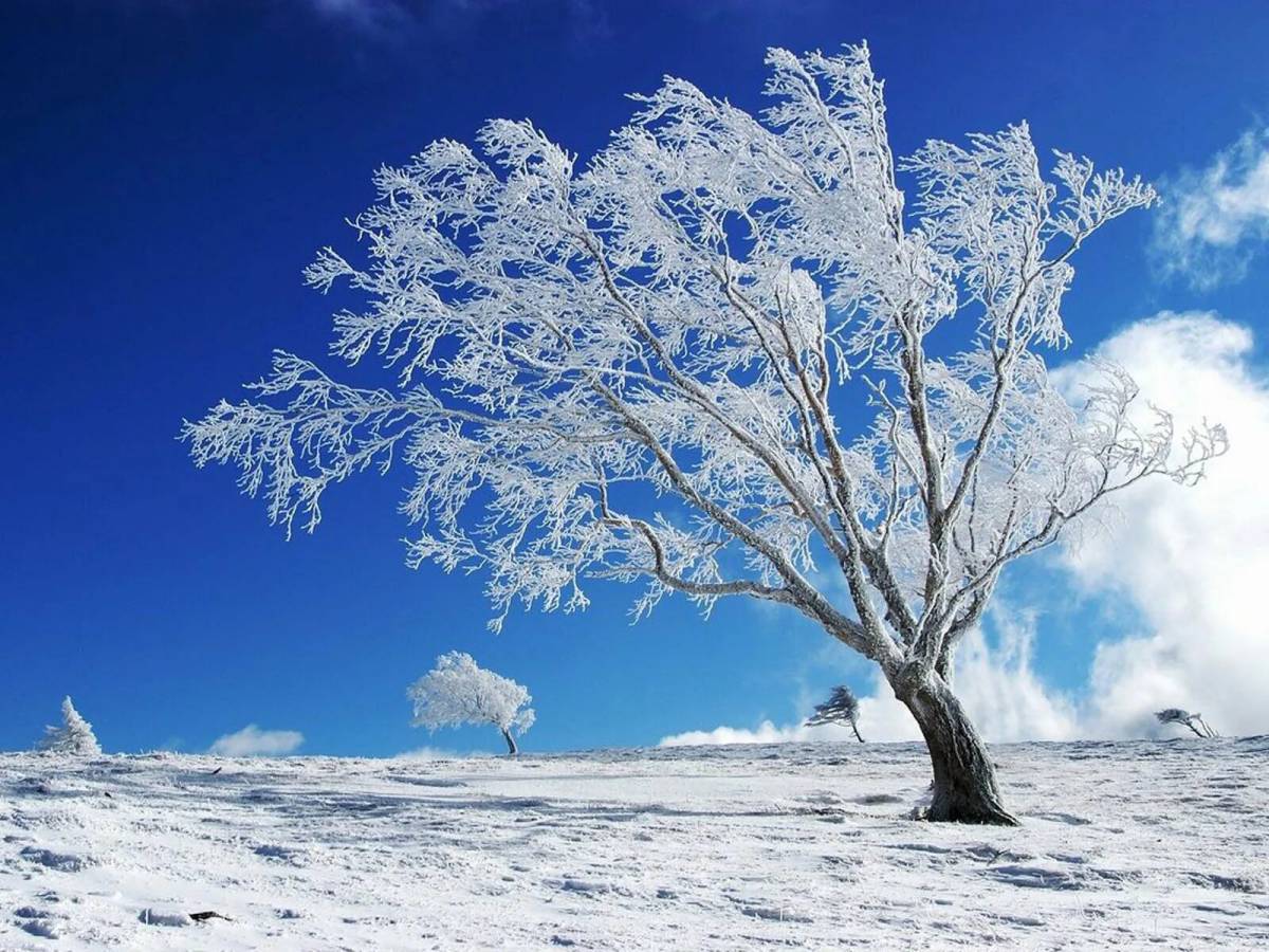 Деревья зимой #39