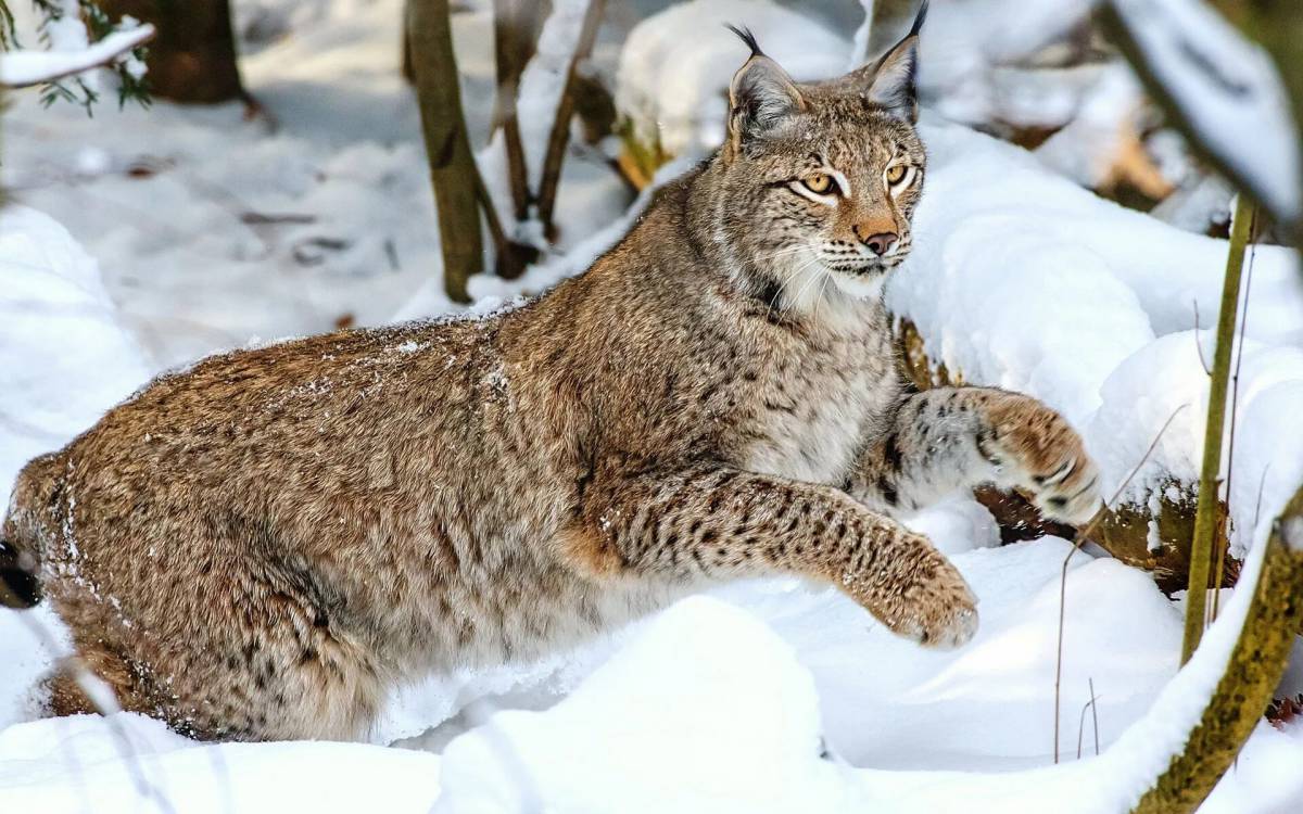 Баргузинский заповедник Рысь. Рысь обыкновенная Lynx Lynx Linnaeus, 1758. Канадская Рысь Бобкэт. Сибирская Рысь.