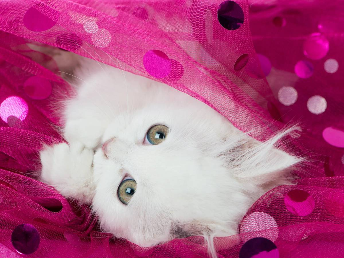 Милые кошки. Красивые котята. Красивые котики. Розовый котенок.