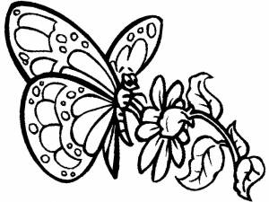 Раскраска для девочек бабочки #20 #61895