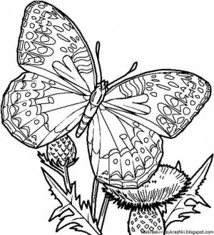 Раскраска для девочек бабочки #28 #61903