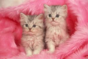 Раскраска для девочек котики милые #1 #62341