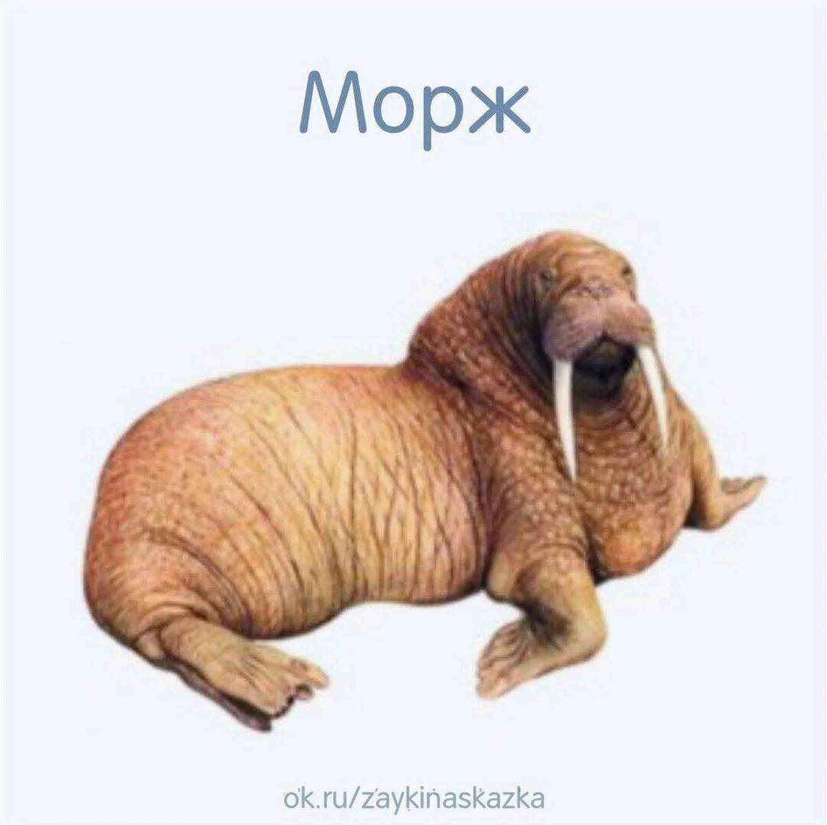 Морж по английски