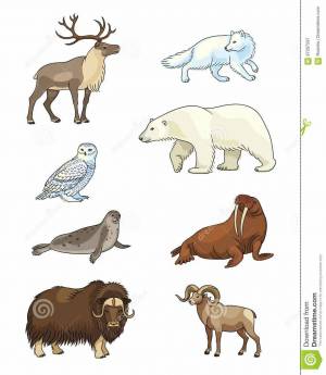 Раскраска для детей 4 5 лет животные севера #30 #65079