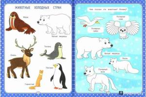 Раскраска для детей животные севера #38 #66777