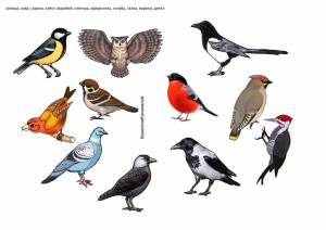 Раскраска для детей зимующие птицы 4 5 лет #7 #66899
