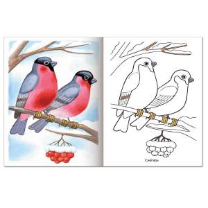 Раскраска для детей зимующие птицы 4 5 лет #16 #66908