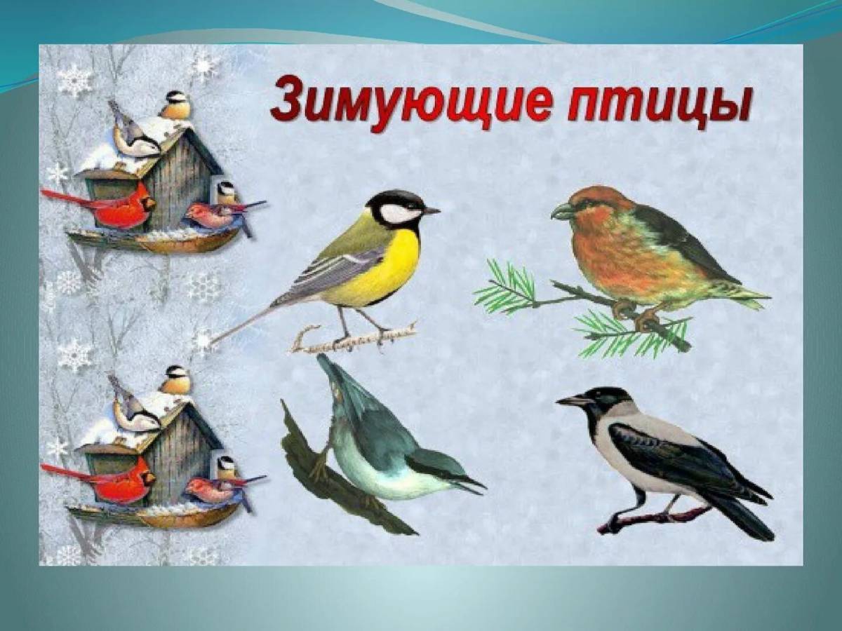 Для детей зимующие птицы 4 5 лет #25