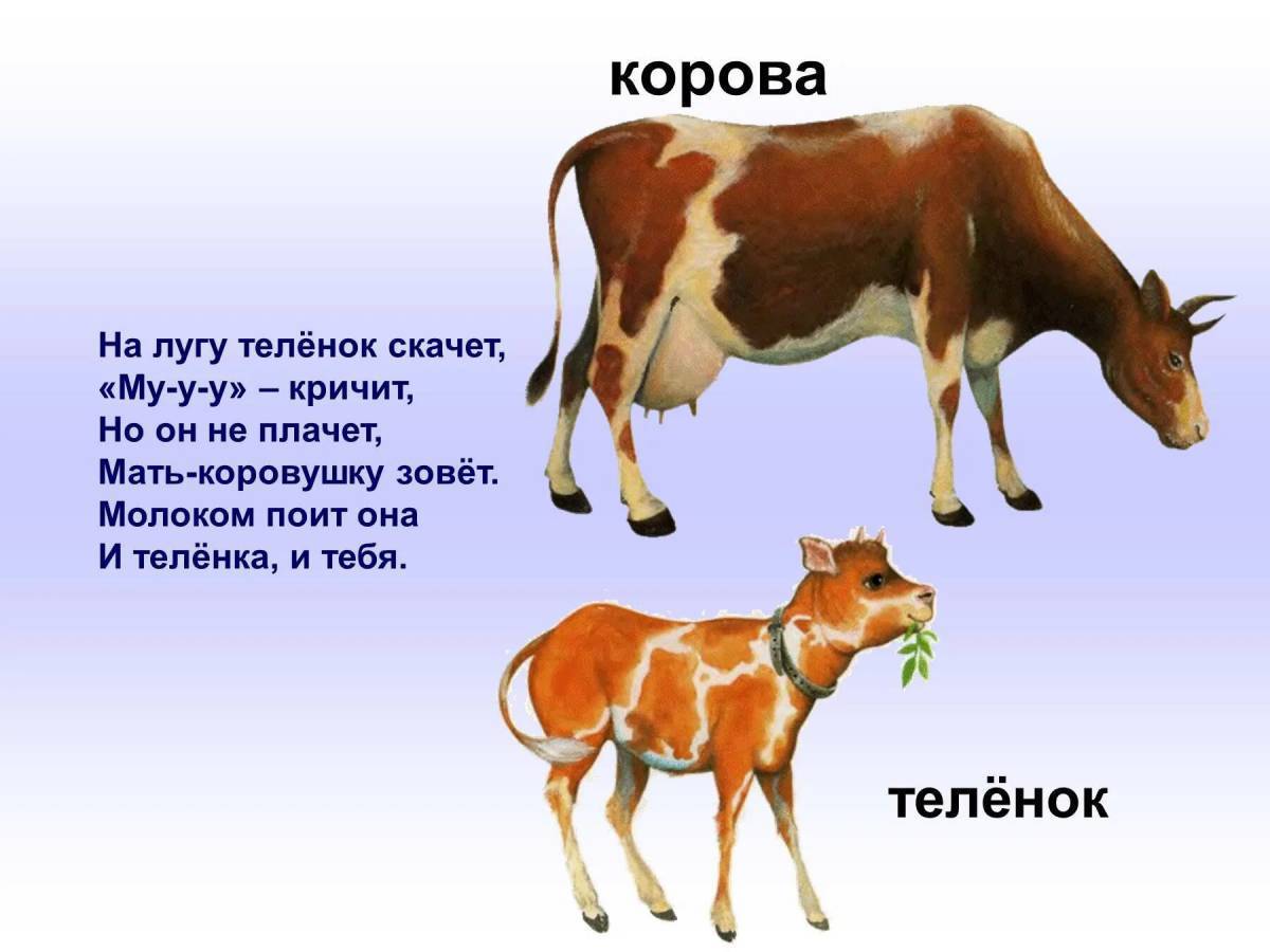 Корова и теленок картинки для детей