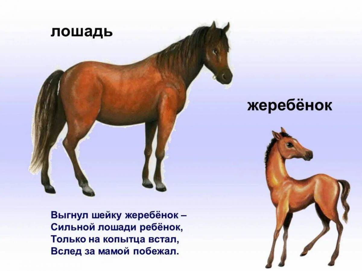Конспект занятия лошадки. Картинки домашних животных и их детенышей. Лошадь для детей. Домашние животные лошадь для детей. Презентация про лошадей для детей.