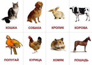 Раскраска домашние животные для детей 3 4 лет #4 #71708