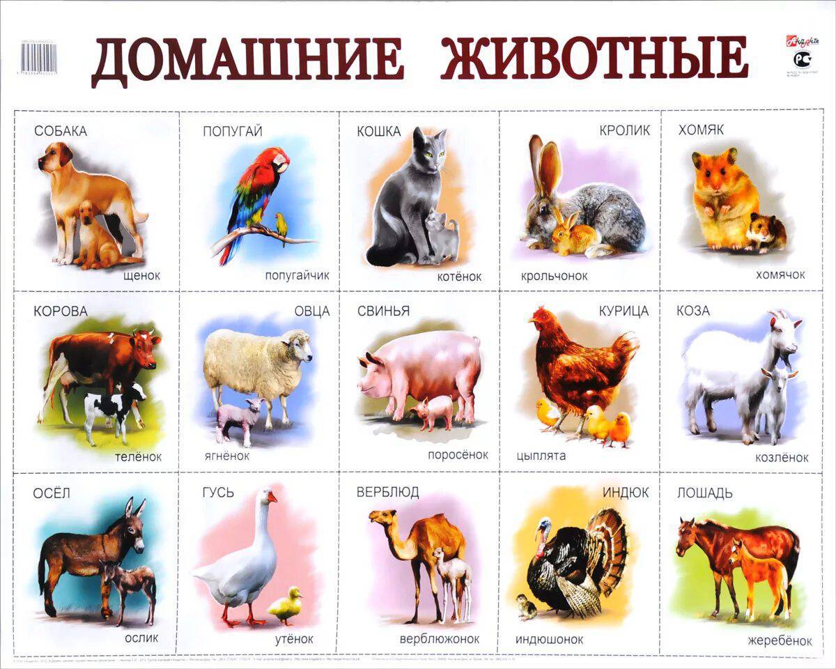 Всемирный день домашних животных какого числа, история и традиции праздника