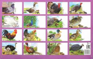 Раскраска домашние птицы для детей #5 #72014